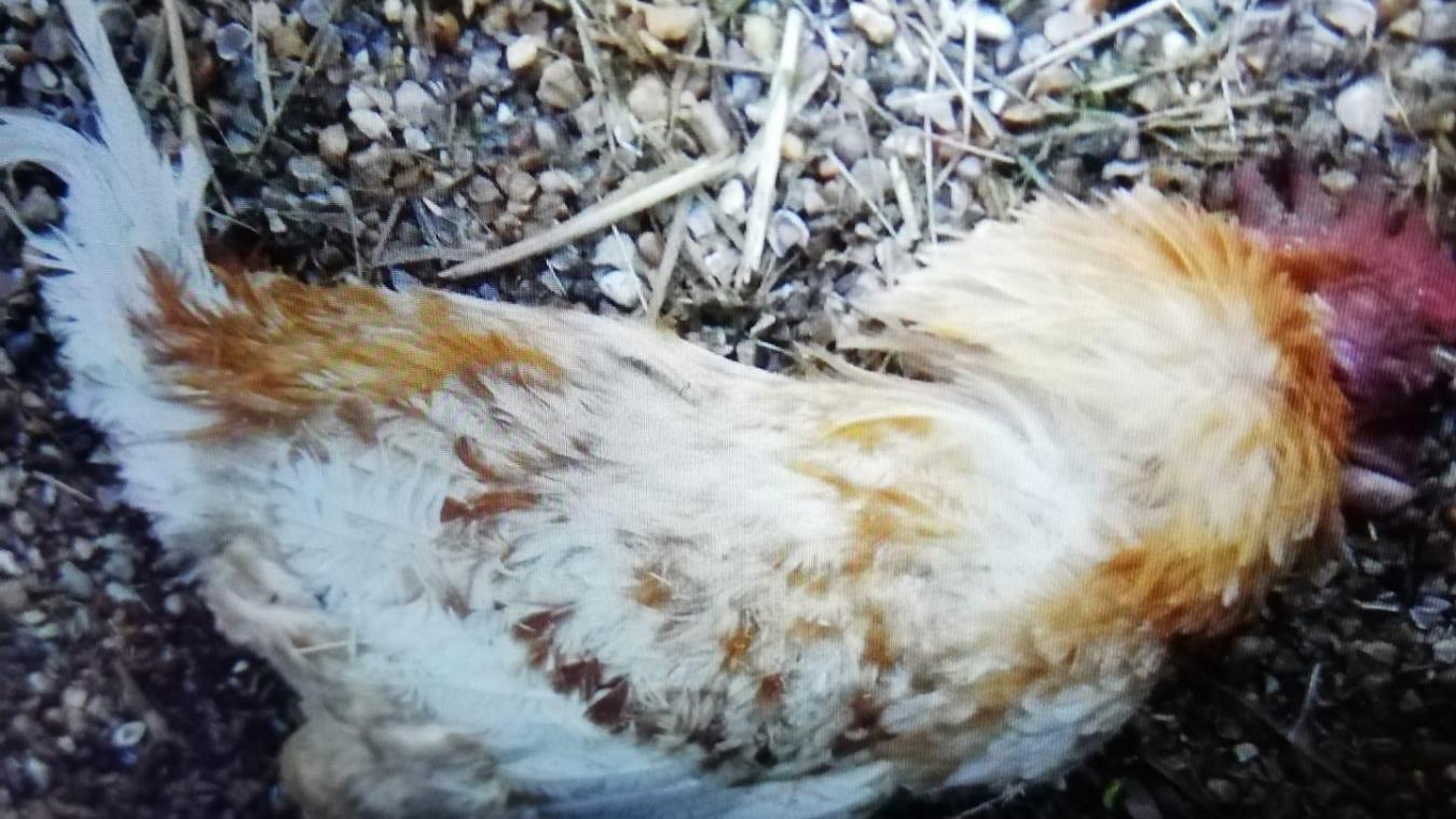 Le coq enervait ses voisins il a ete retrouve mort Le Messager